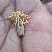 Dendrocalamus giganteus Munro